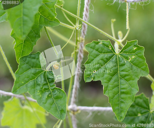 Image of Small cucamelon with yellow flower among rich green leaves
