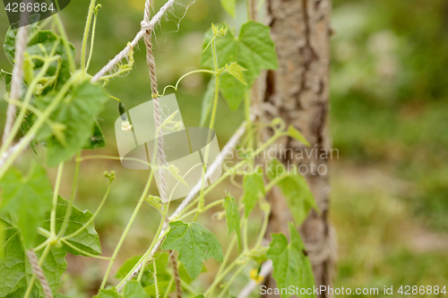 Image of Tiny cucamelon fruit with flower