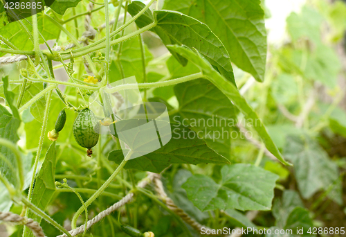 Image of Growing cucamelon fruits hidden among lush foliage