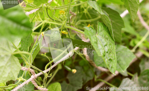 Image of Leafy cucamelon vine with curly tendrils and developing fruits