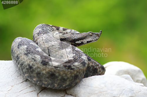 Image of VIpera ammodytes on a rock