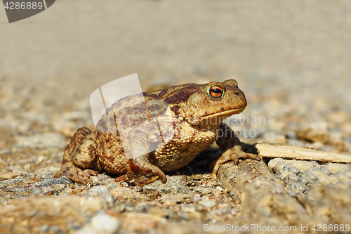 Image of common toad on gravel