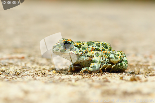 Image of young european common green toad