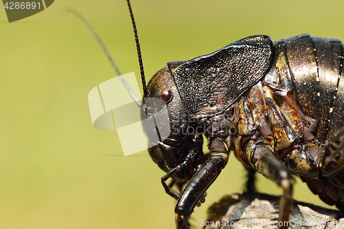 Image of macro image of big bellied cricket