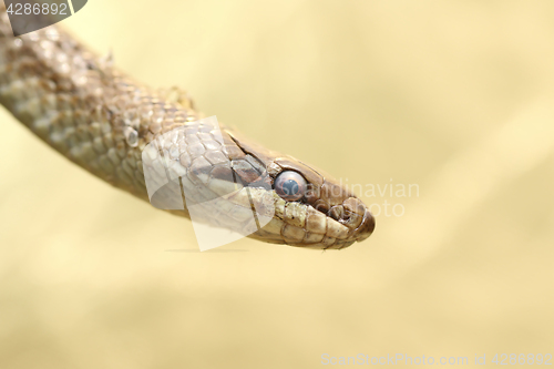 Image of portrait of a smooth snake 
