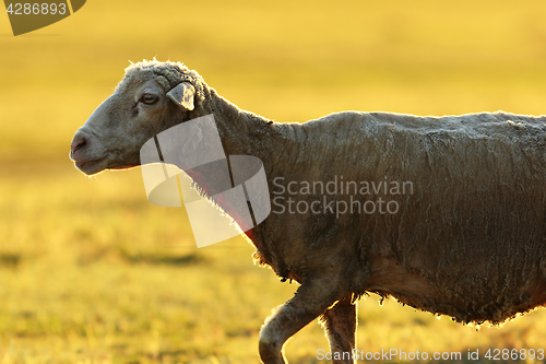 Image of closeup of a sheep in sunrise light