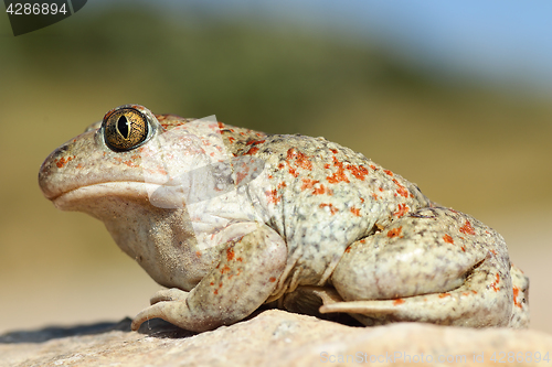 Image of beautiful colored garlic toad