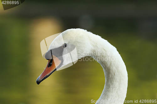 Image of closeup of beautiful mute swan