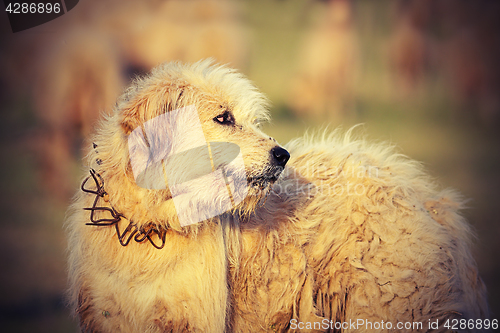 Image of romanian sheep hound