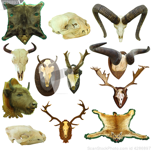 Image of collection of isolated hunting trophies