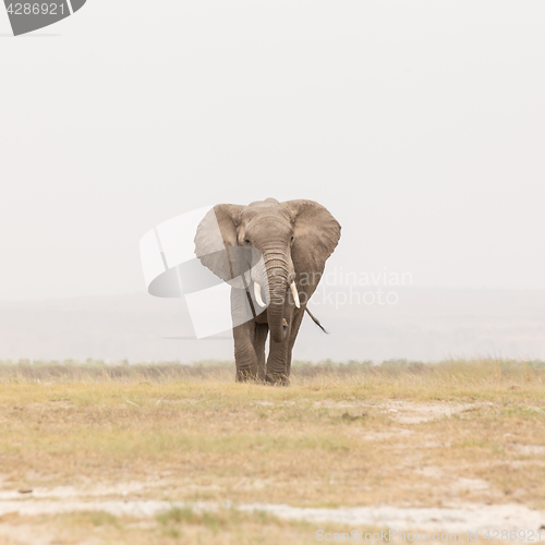 Image of Herd of wild elephants in Amboseli National Park, Kenya.