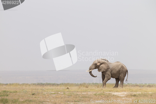 Image of Herd of wild elephants in Amboseli National Park, Kenya.