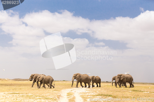 Image of Herd of wild elephants in Amboseli National Park, Kenya.