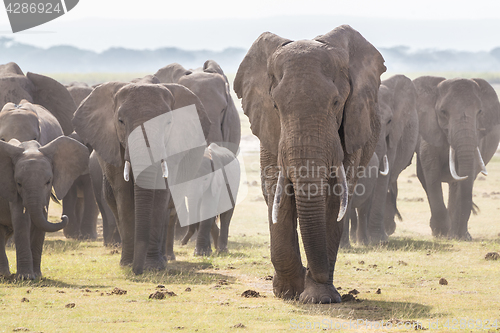 Image of Herd of wild elephants in Amboseli National Park, Kenya.