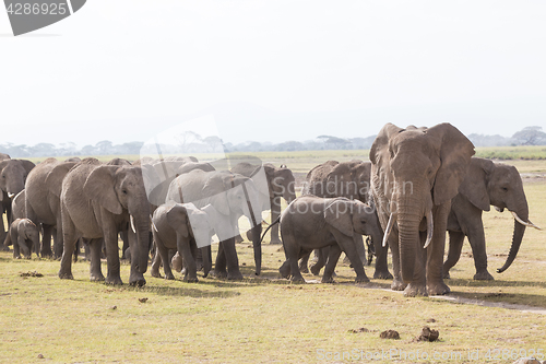 Image of Herd of wild elephants in Amboseli National Park, Kenya.