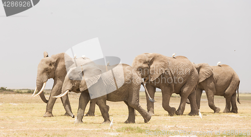 Image of Herd of wild elephants in Amboseli National Park, Kenya.