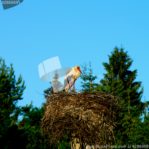 Image of White Stork in Nest