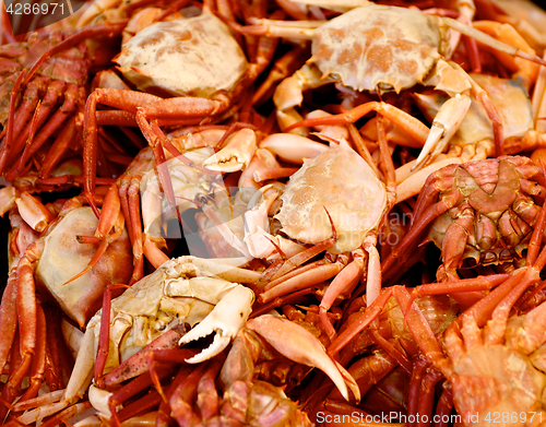 Image of Mediterranean Red Crab Background