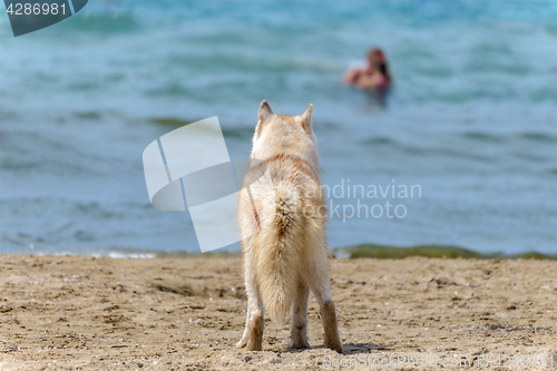 Image of Husky breed dog