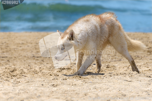 Image of Husky breed dog