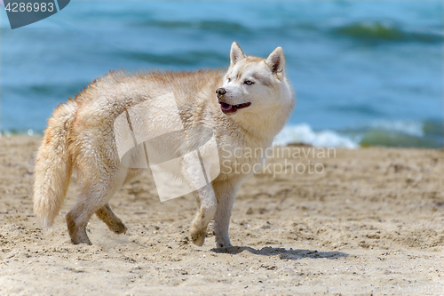 Image of Husky breed dog