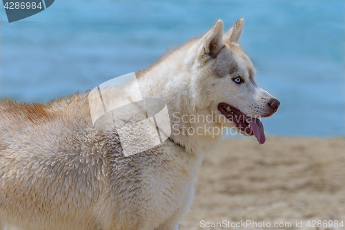 Image of Husky breed dog