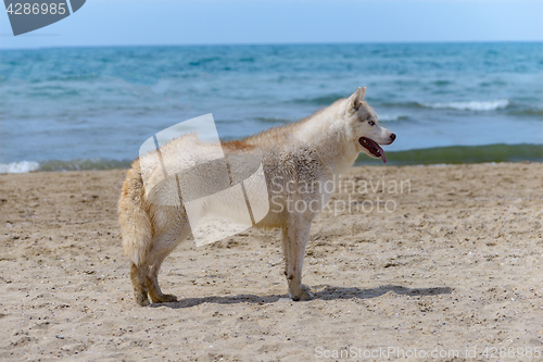 Image of Husky breed dog