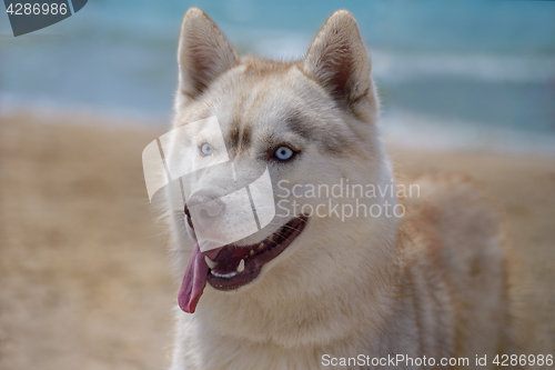 Image of Husky breed dog