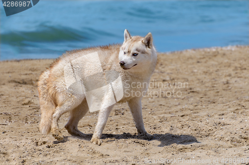 Image of Husky breed dog