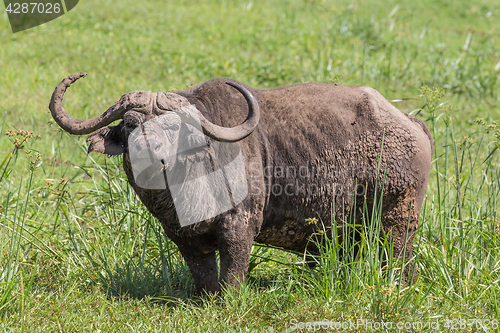 Image of African Buffalo in the Ngorongoro Crater, Tanzania