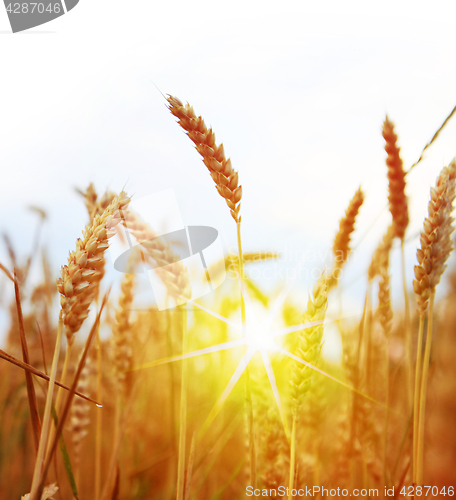 Image of Field of yellow wheat and sun