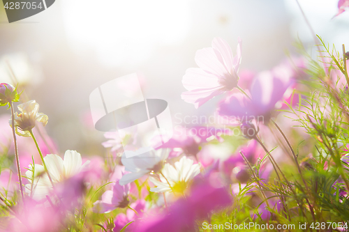 Image of Cosmos flowers in sunset