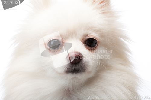 Image of Cute White pomeranian dog