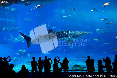 Image of Aquarium in Okinawa city