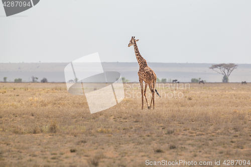 Image of Solitary giraffe in Amboseli national park, Kenya.