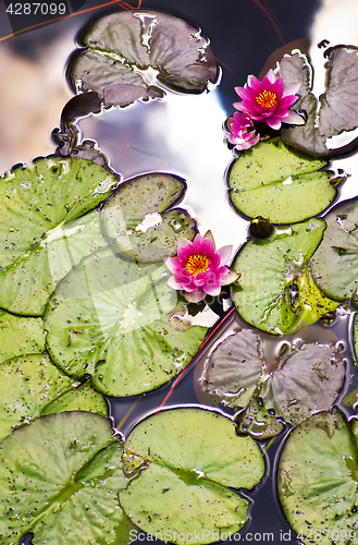 Image of Pink Water Lilies