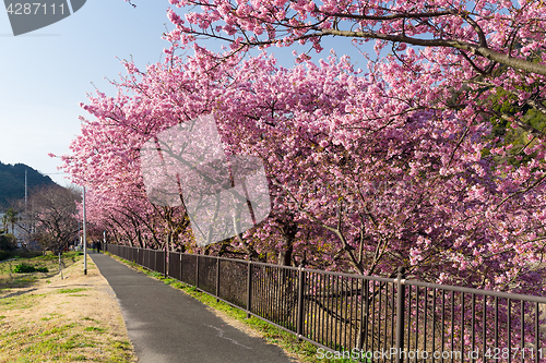 Image of Sakura in park