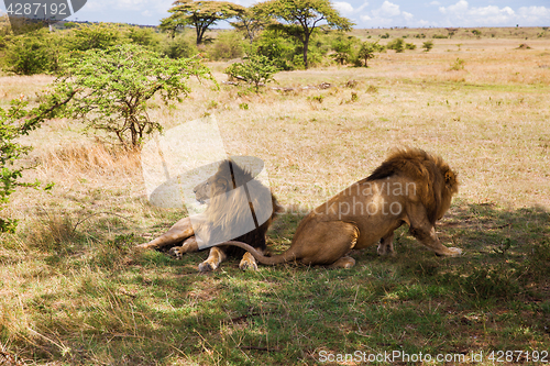 Image of male lions resting in savannah at africa