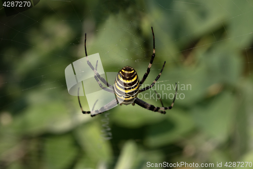 Image of Spider on spiderweb