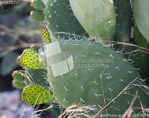 Image of Cactus opuntia (prickly pear) 