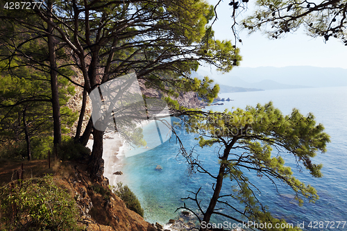 Image of Top view on sea beach through pine-trees at sun day