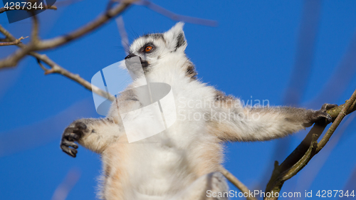 Image of Ring-tailed lemur (Lemur catta)