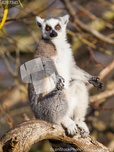 Image of Ring-tailed lemur (Lemur catta)