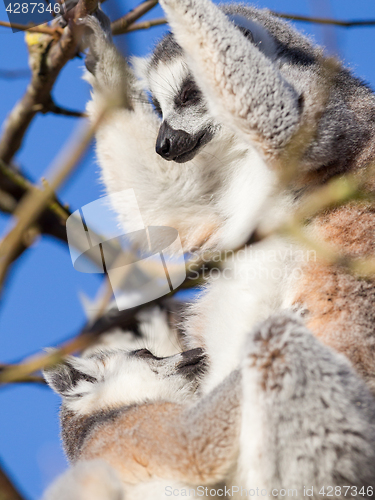 Image of Ring-tailed lemur (Lemur catta)