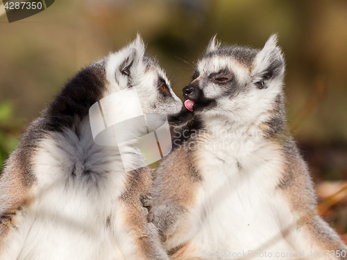 Image of Ring-tailed lemur (Lemur catta), couple