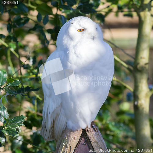 Image of Snowowl sitting still