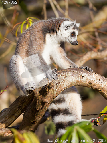 Image of Ring-tailed lemur (Lemur catta)