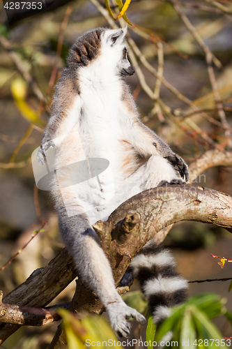 Image of Ring-tailed lemur (Lemur catta)