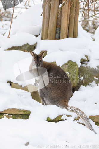 Image of Red-necked Wallaby in snowy winter