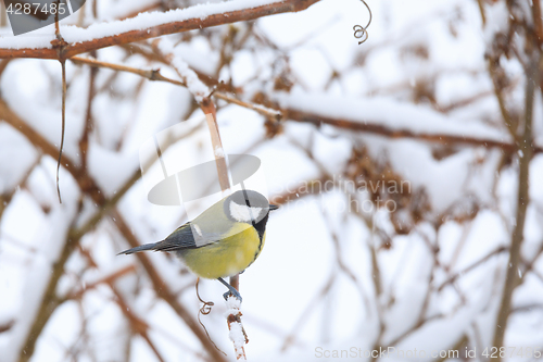 Image of beautiful small bird great tit in winter